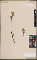 Foto von Salix caprea L.